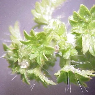 thumbnail for publication: Stinging Nettles of Florida: Urtica